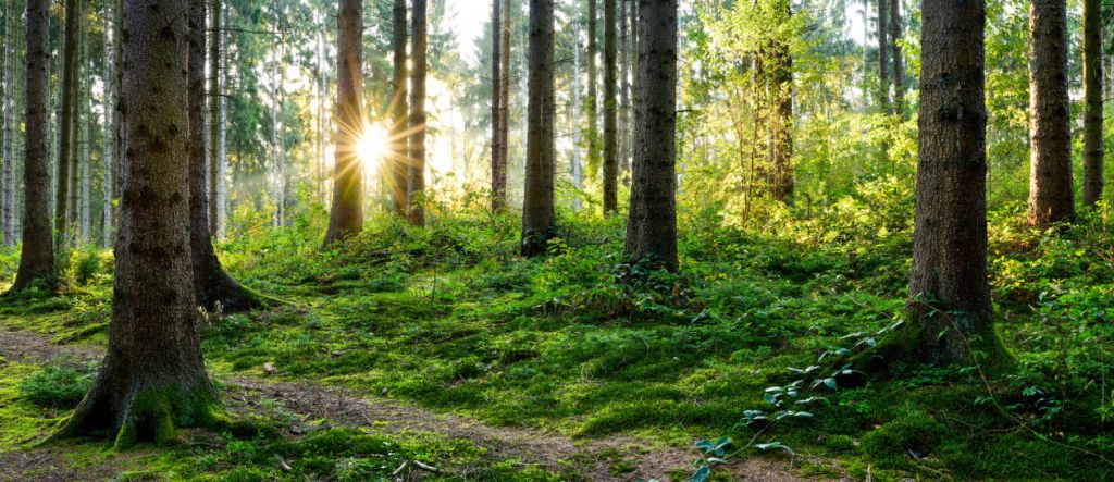 Forest panorama in spring