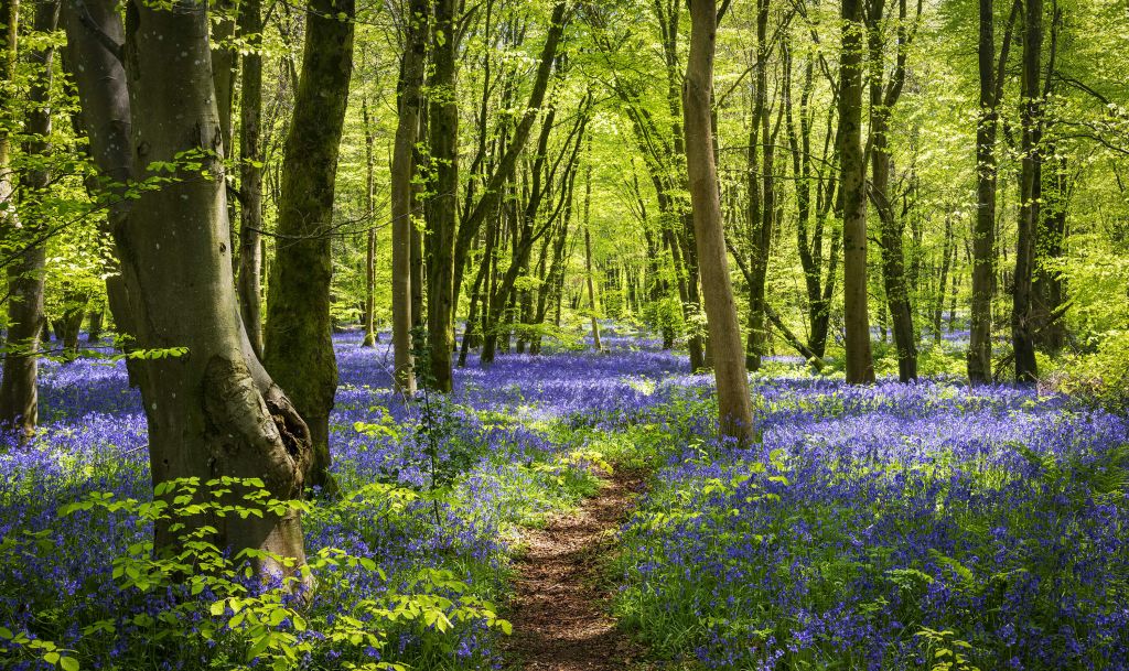 Forest in the sunlight