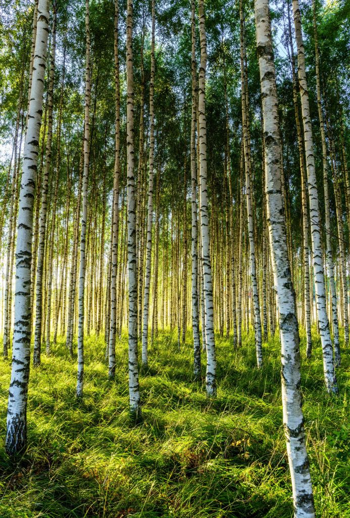 Summer birch forest