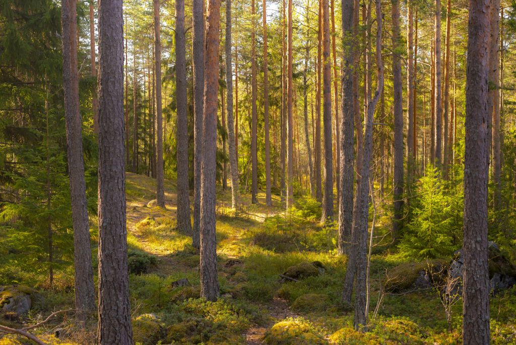 Summer forest