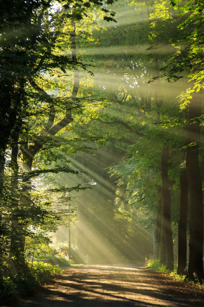 Sunbeams through the trees