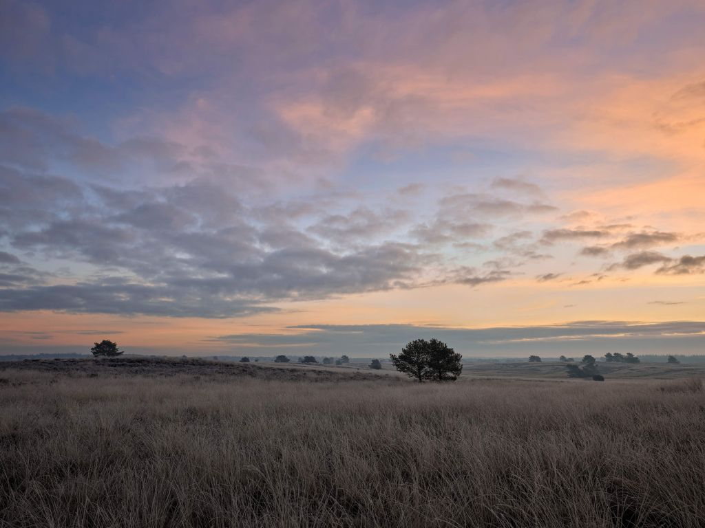 Grasses in moorland