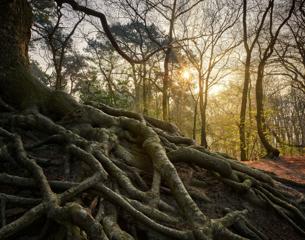 Tree roots above ground