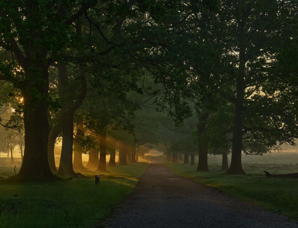 Endless path with trees