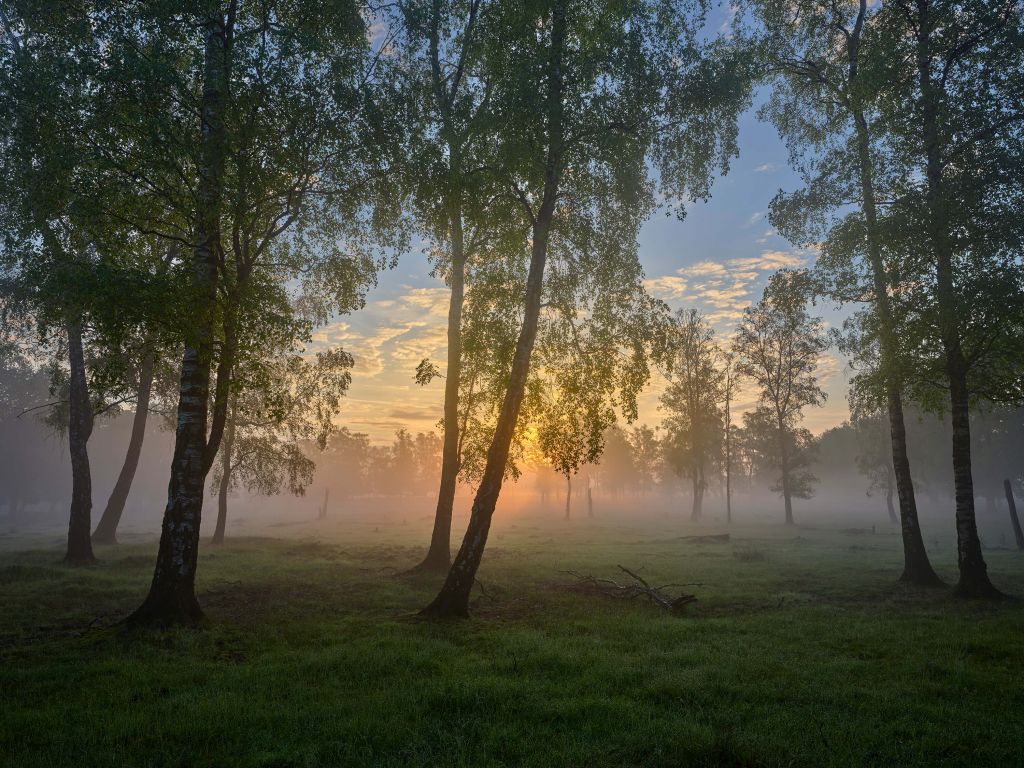 Sunrise by the birches
