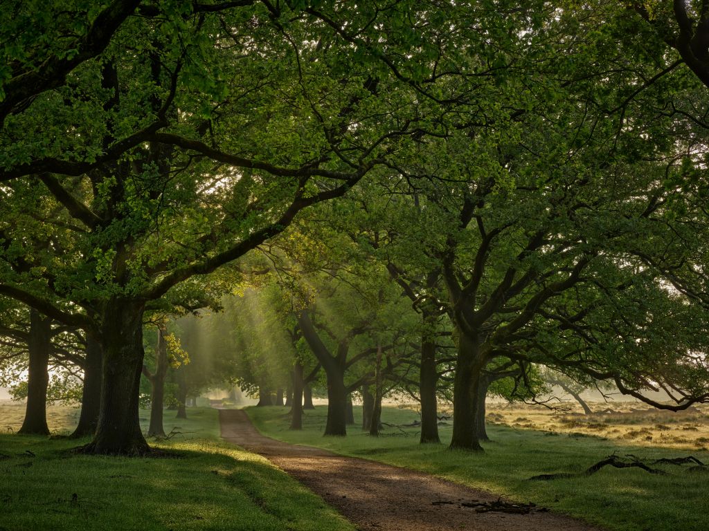 Path between oak trees