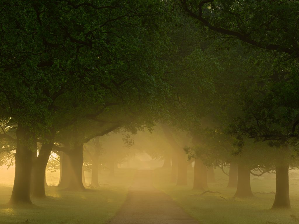Mist between the trees