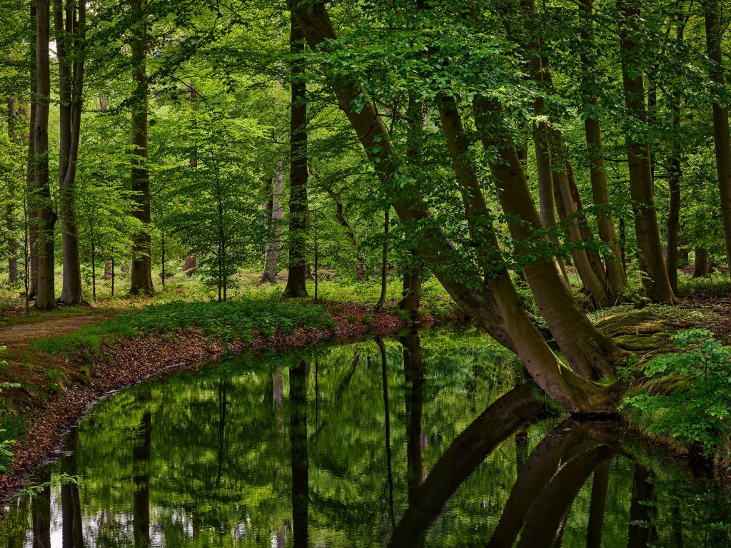 Bent trees by the water