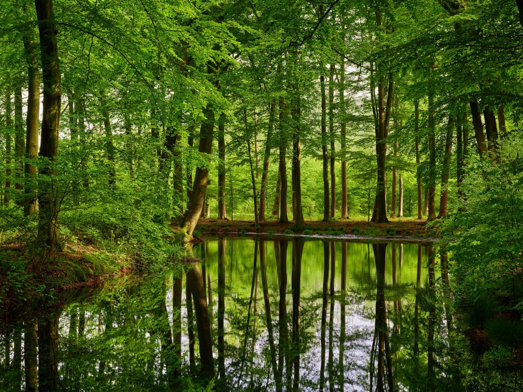 Reflection of trees in water