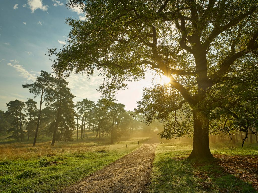 Sunrise in forest