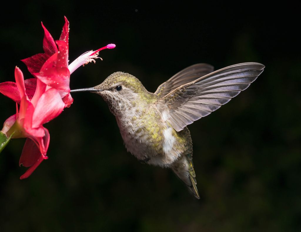 Hummingbird with red flower