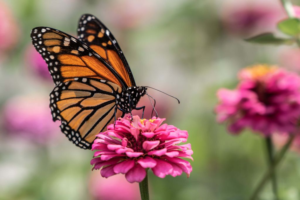 A monarch butterfly