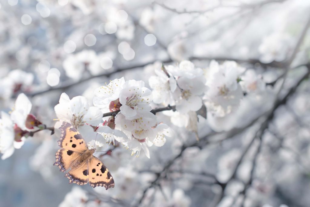 Butterfly with white blossoms