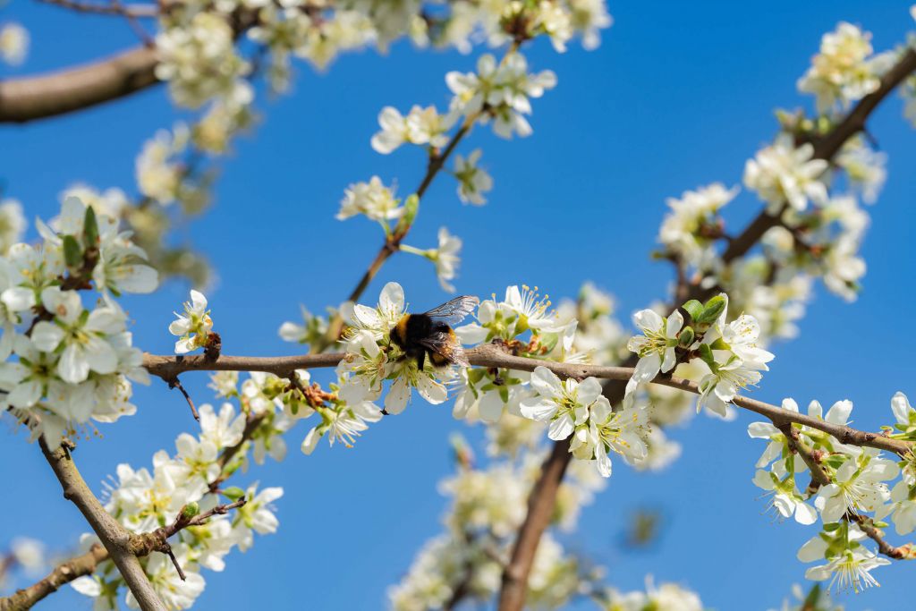 Bumblebee with white blossoms