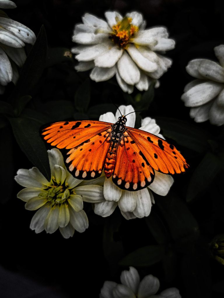 Monarch butterfly on a flower