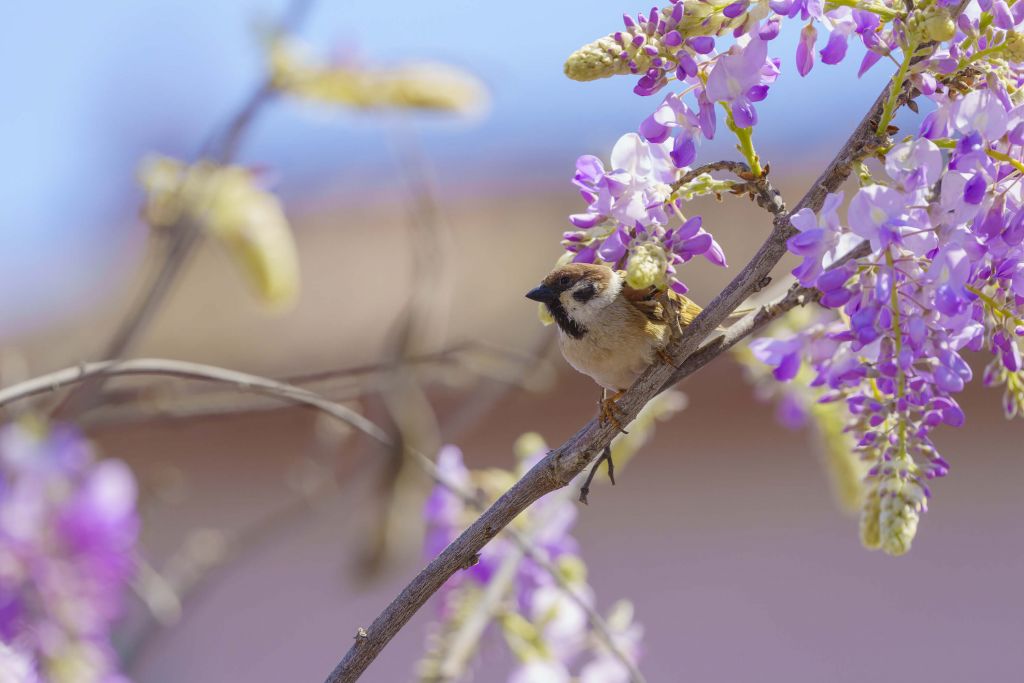 Sparrow and purple flowers