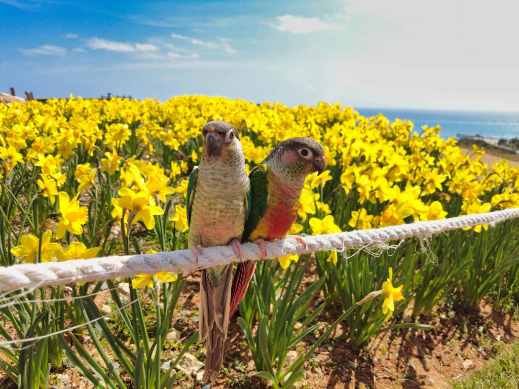 Parrot
