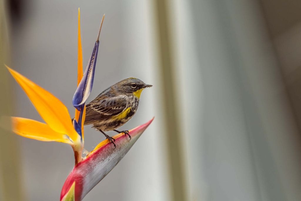 Paradise flower with bird