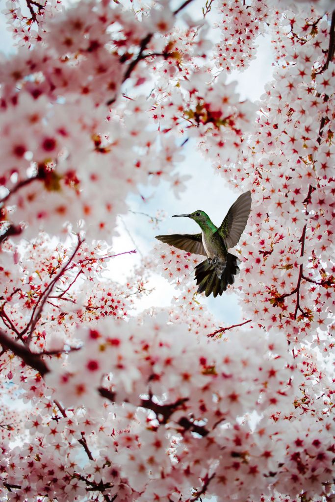 Hummingbird between the blossoms