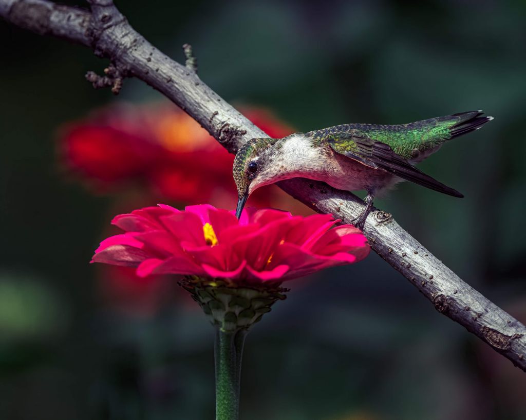 A drinking hummingbird