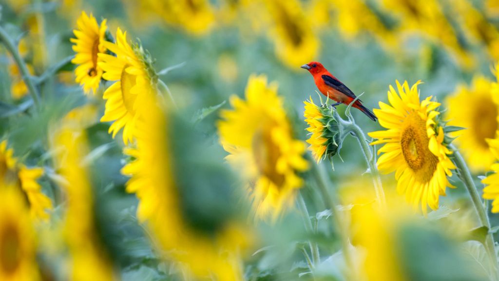 Sunflower field with red bird