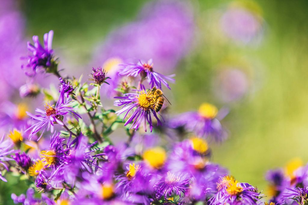 Purple flowers