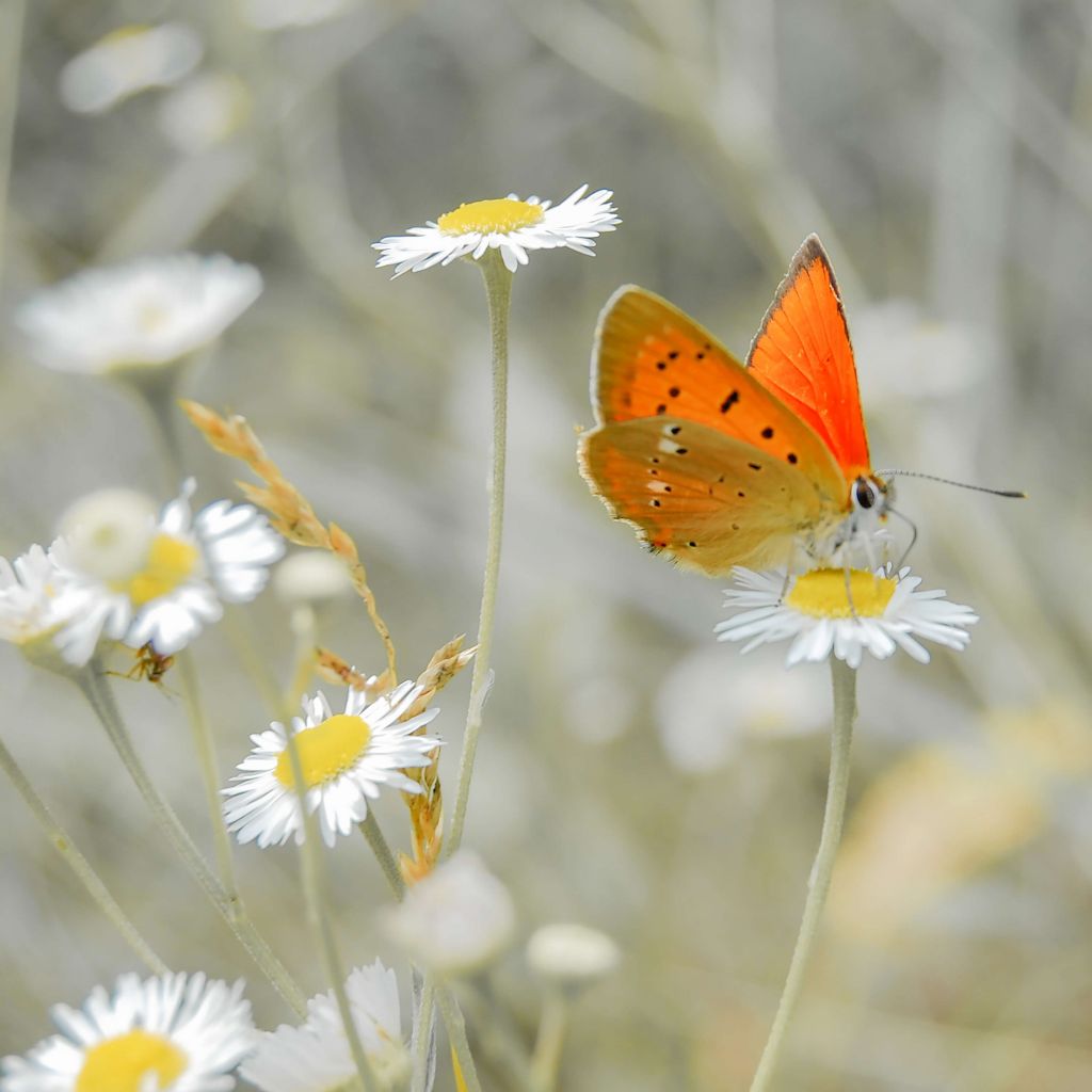Daisies and orange butterfly