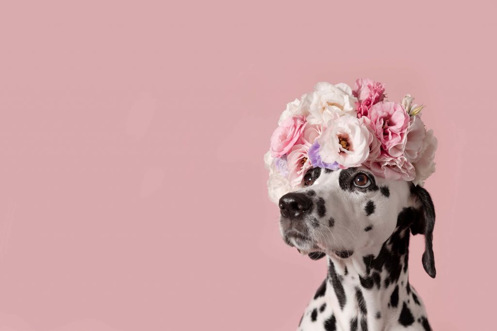 Dalmatian with colored flowers