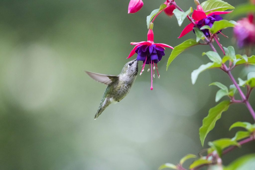Hummingbird drinking