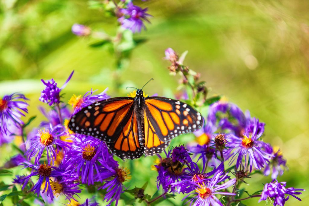 Purple flowers and Monarch butterfly