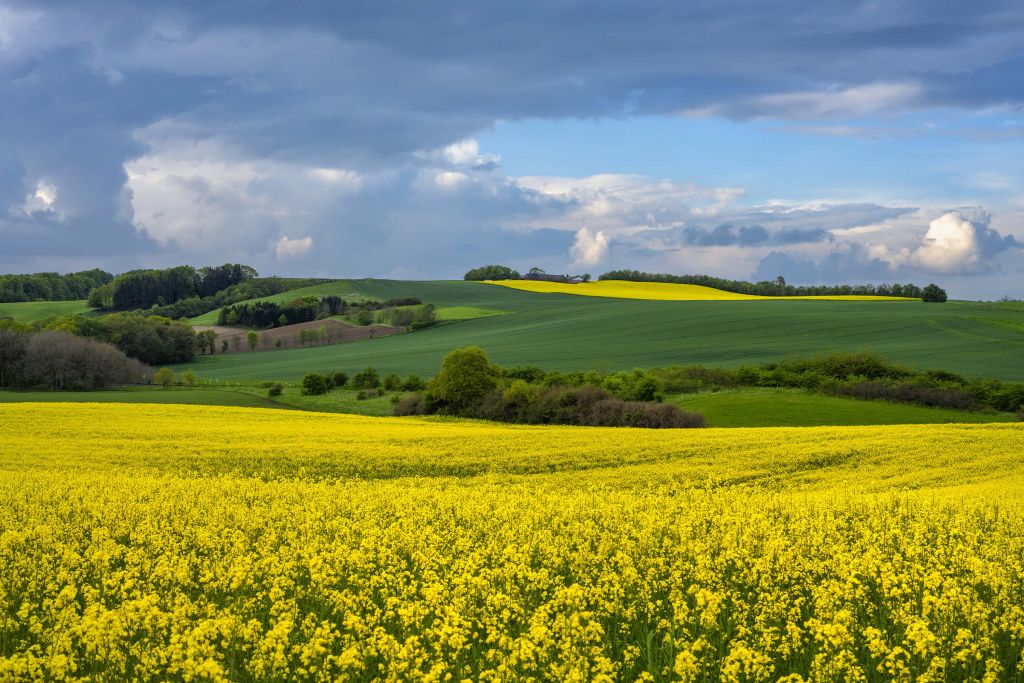 Rapeseed field