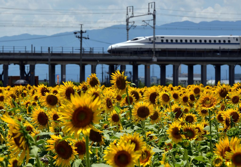 Field of sunflowers