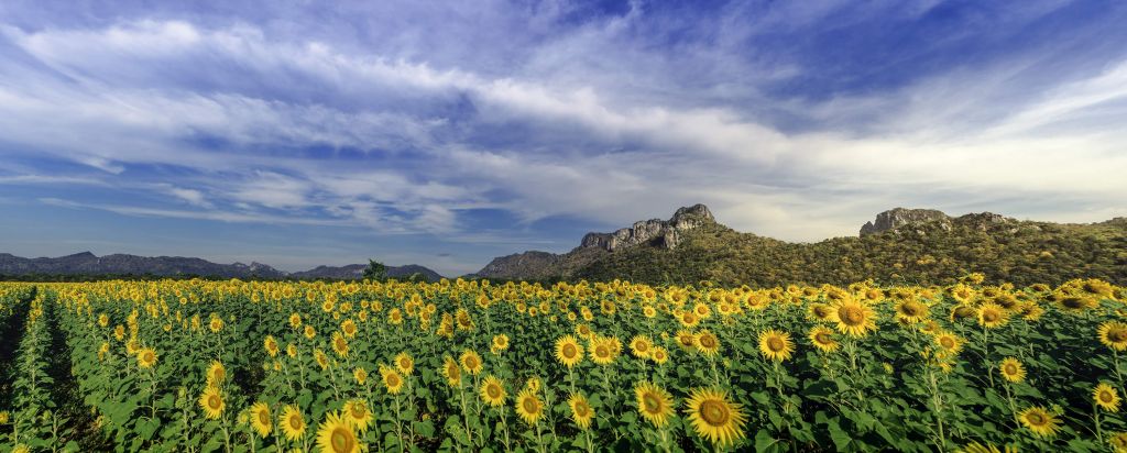 Yellow blooming field