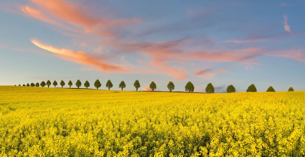 Field full of yellow flowers