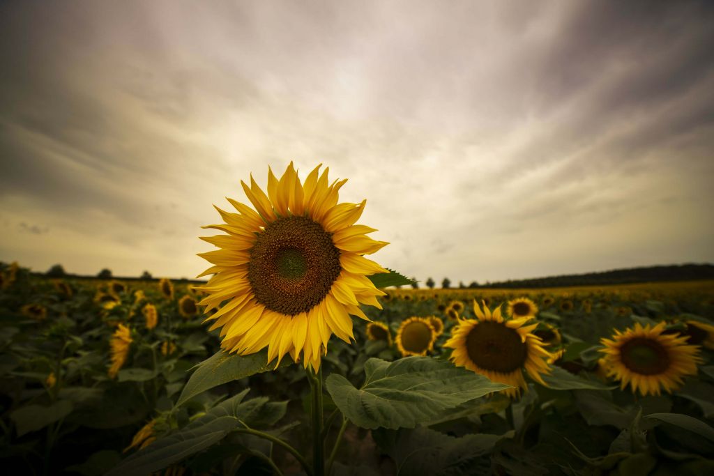 Close-up sunflower