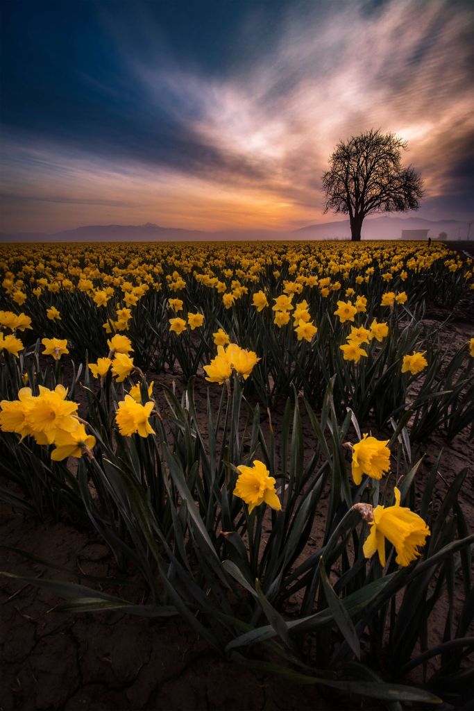 Field with daffodils