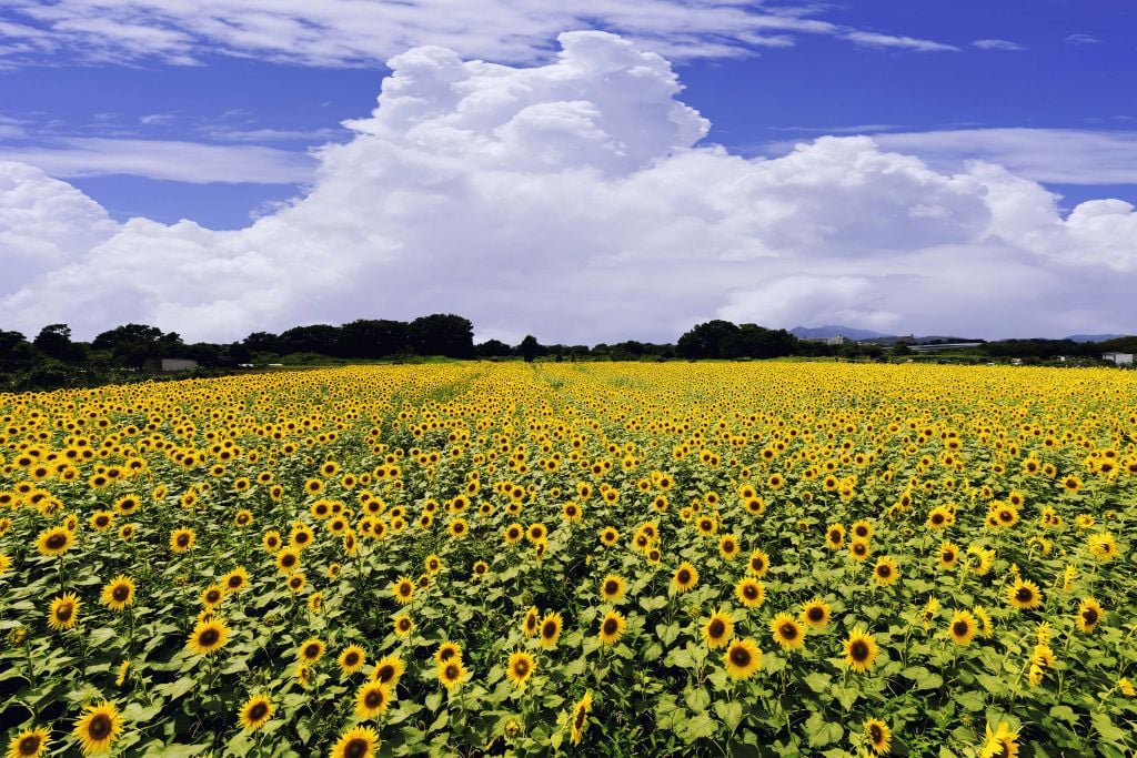 Sunflower field