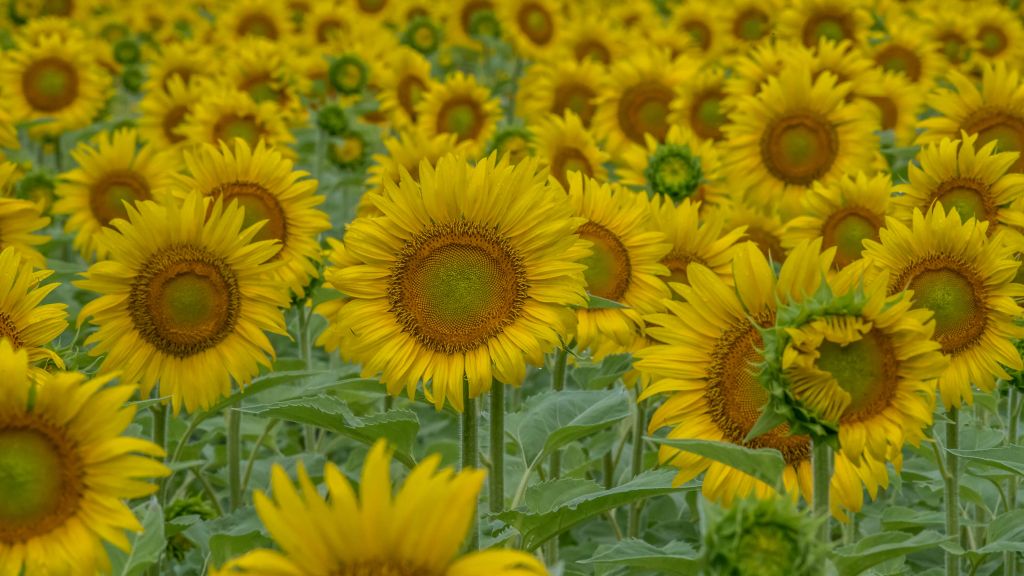 Sunflowers