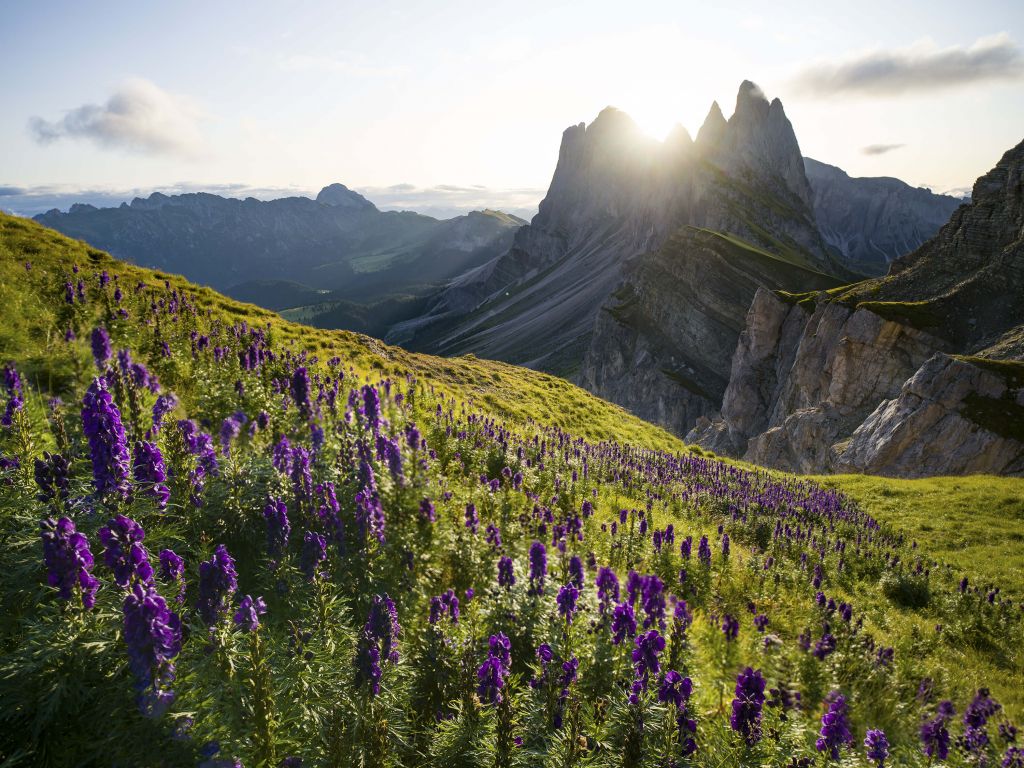 Field with purple flowers