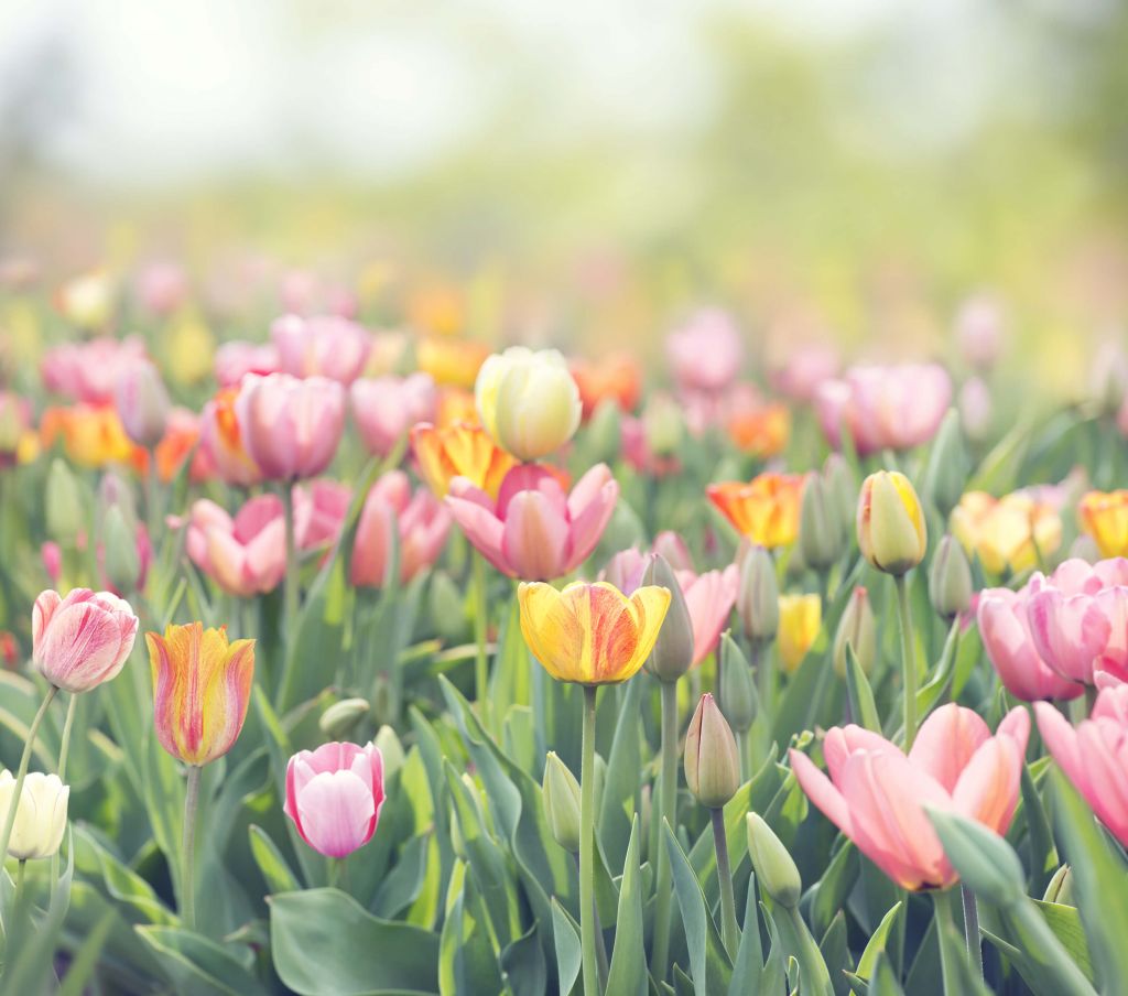 Colorful tulips