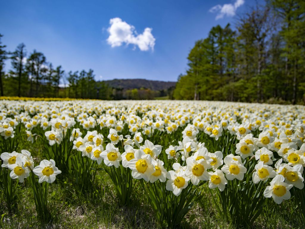 White Daffodils