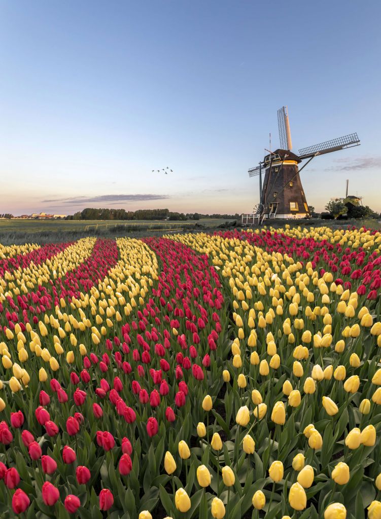 Dutch tulip field