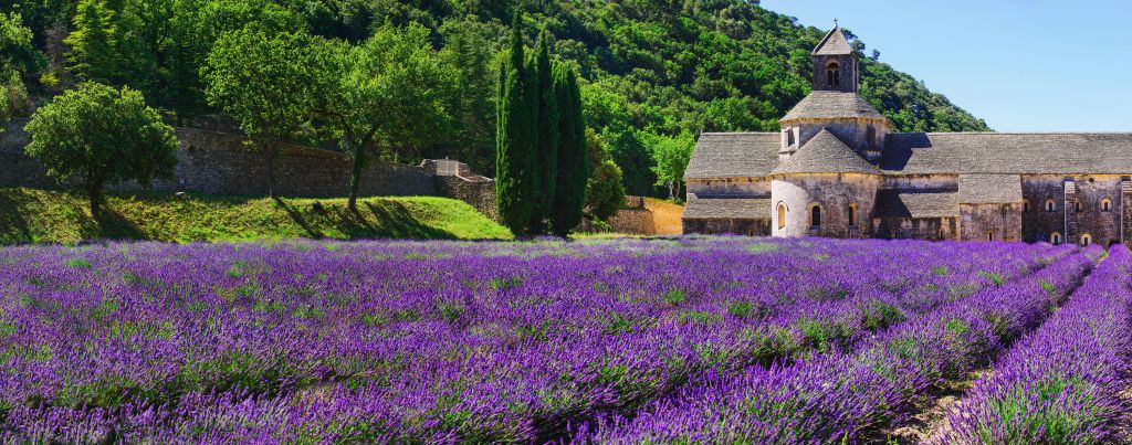 Fairy lavender field