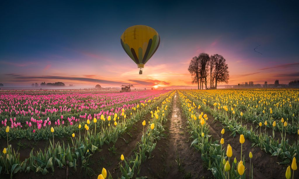 Pink yellow tulip field