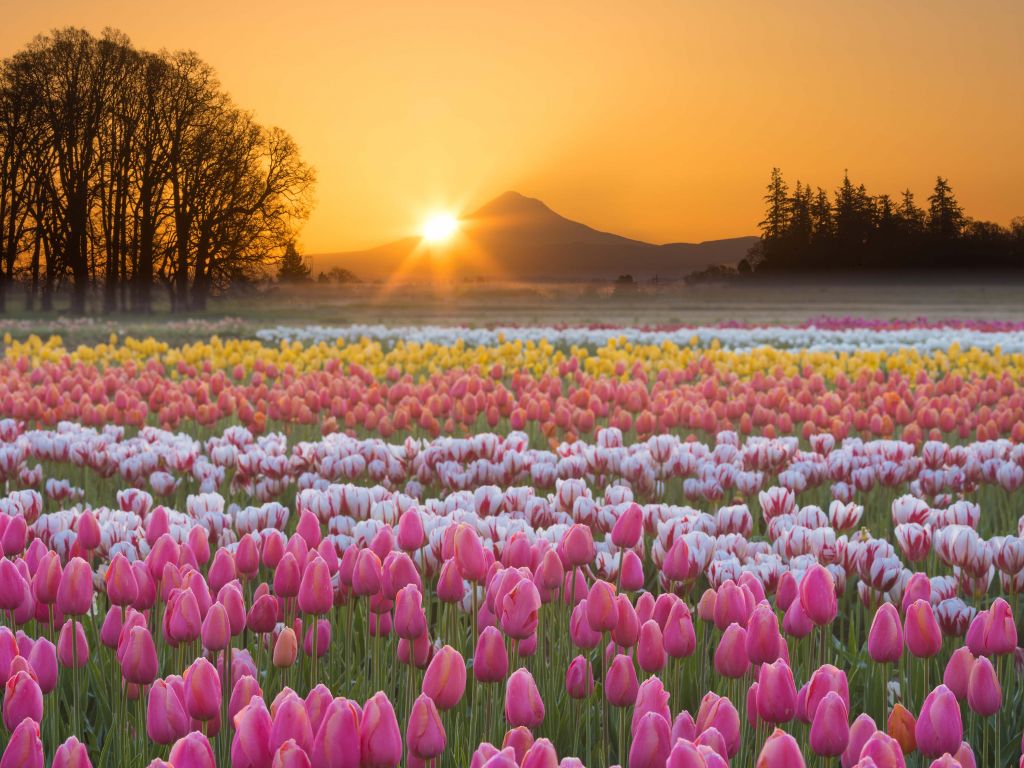 Colorful tulip field