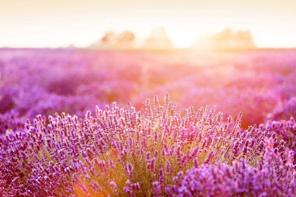 Close-up lavender flowers