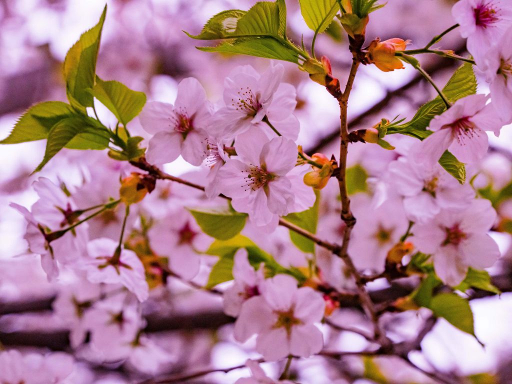 Pink blossoms with petals