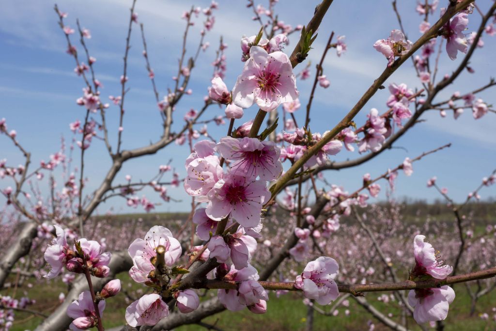 Light Pink Blossoms