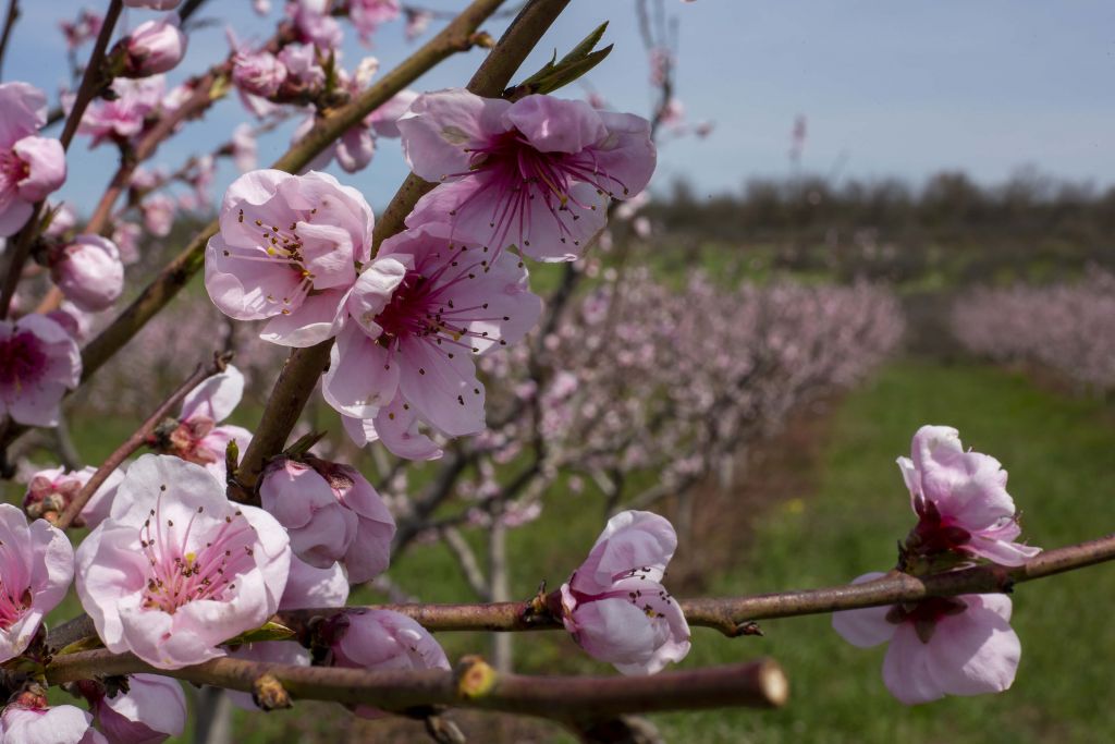 Close-up blossoms