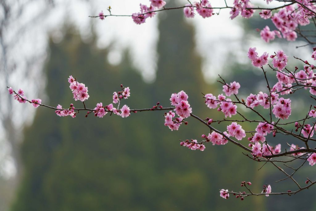 Blossoms in bloom